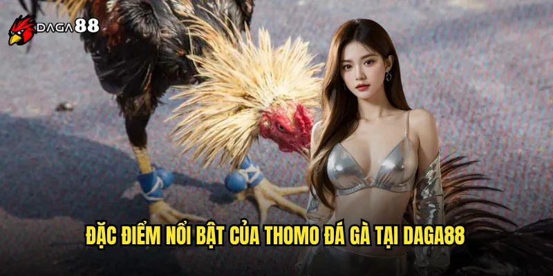 Thomo Đá Gà DAGA88 Giống Gà Chiến Huyền Thoại Của Philippines 2 Đặc điểm nổi bật của thomo đá gà tại DAGA88